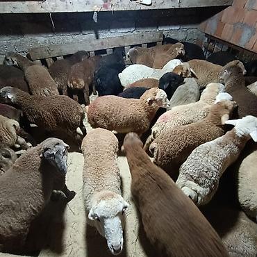 Quzu: Salam aleyküm dişi quzlar205 mantda kom 14 quzdu dişller. erkey — 14