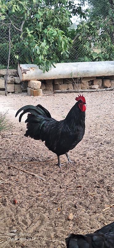 bit darağı: Avstalorp Cinsi xoruz – tam qara — 1