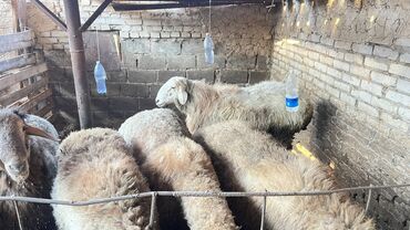 гиссарская порода овец цена: Продаю | Баран (самец) | Гиссарская, Арашан | На забой, Для разведения, Для шерсти | Племенные