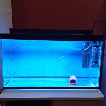 аквариум баку: Bu tipdə hər ölçüdə akvarium satılır
