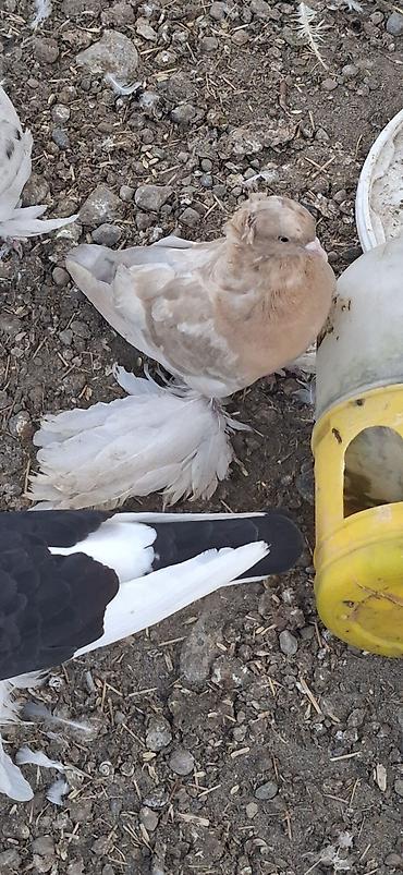 ucuz goyərcinlər: Təmiz rossiya sarı öz balası dı maya Cins qırxlı, ayaqları lələklə — 1