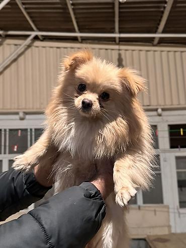 İtlər: Şpitz, 1 il, Erkek — 2