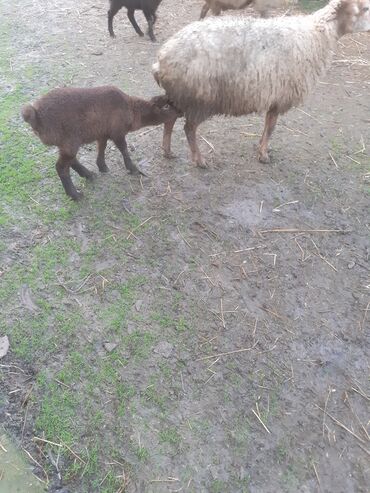 Qoyunlar, qoçlar: 470 deylir riyal alcıyna razlaşmaq olar zəngin vurun — 5