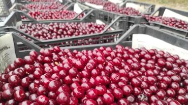 макароны оптом в бишкеке: Вишня В розницу