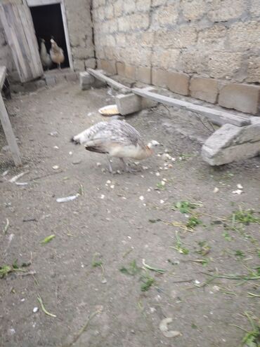 Tovuz quşları: Salam aleykum. Satışda bir dənə qara qanad tovuzquşu fərəsi var. 7 — 8