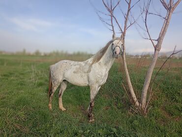 просто ат: Айгыр 8 жаш улака уйурго жарайт чуркайт урат жатат