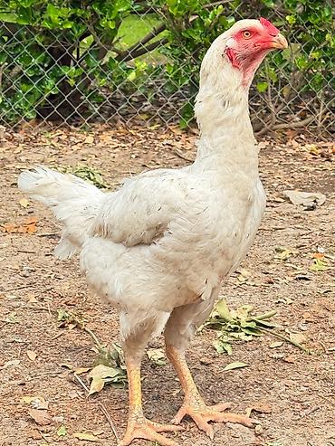 Xoruzlar: Her qiymete var — 11