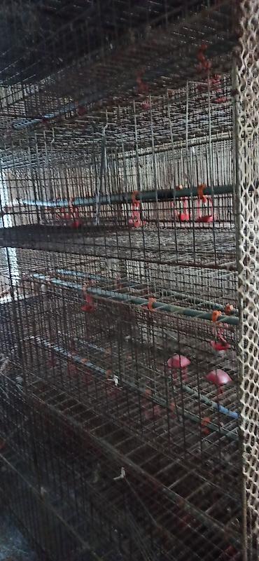 Товары и оборудование для с/х животных: Клеточные батареи для содержания птицы (кур-несушек/перепелов) — 6