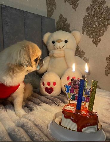 İtlər: Pekines, 1 il, Erkək, Peyvəndli — 3