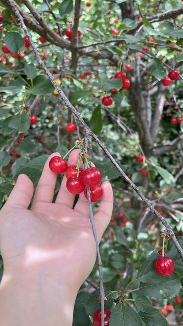черешня цена за 1 кг: Вишня В розницу