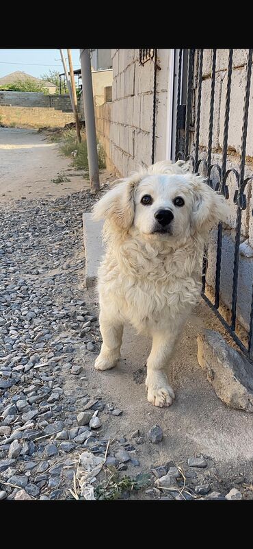 sort it: Pekines, 1 il, Erkek, Sənədli, Ünvandan götürmə