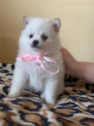 chihuahua qiymeti: Şpitz — 4