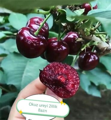 Şitillər: Salam Güllər Rusiyada gelib xarici gülldü nömrədə whatsapp var — 23