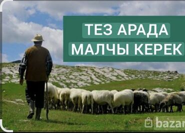 работа ночной смена: Требуется Скотник, Оплата Ежемесячно