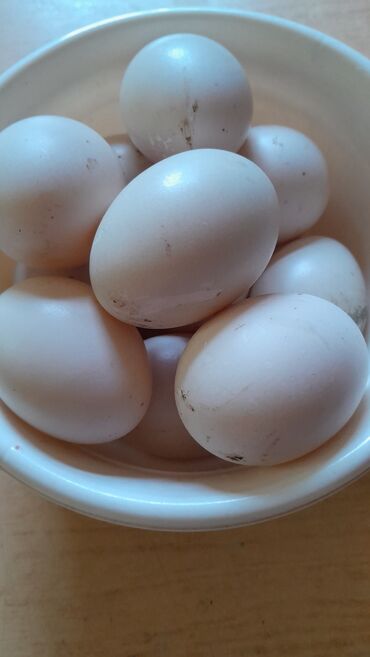 kend yumurtasi: Яйца индоутки.
Lal ôrdək yumurtası