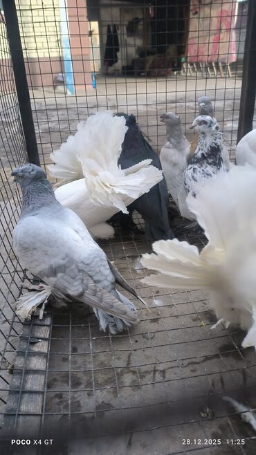 Птицы: Игровые летные цена договарная - Породы: белые павлины (характерные — 9