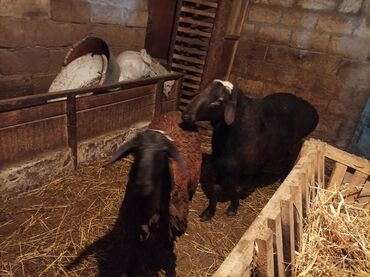 Qoyunlar, qoçlar: GİSAR QOCU. İKİ YAŞ YARİMLİQ. Diri çəkisi 93 kq.TAM SAQLAM. QOYUN — 3