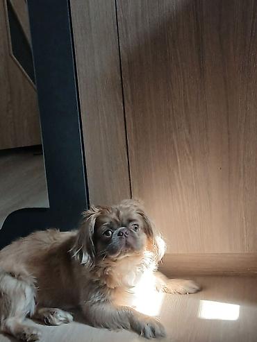 pulsuz it: Pekines — 3