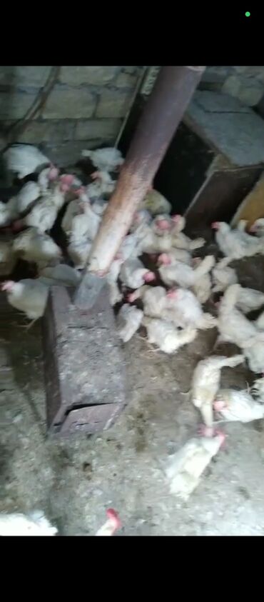 quş yuvası: Xoruz, il: >5 Ünvandan götürmə, Ödənişli çatdırılma, Rayonlara çatdırılma