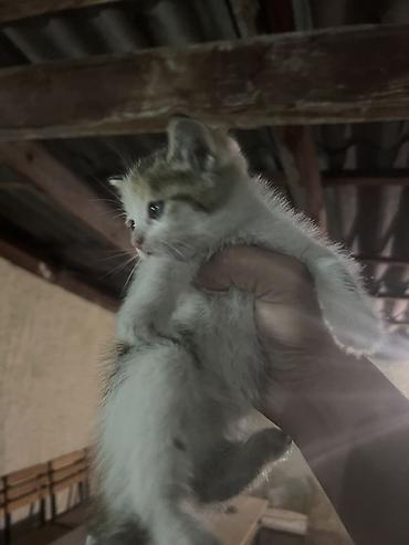 Отдам даром кошку: Кошка даром: Беспородная, 1 месяц, Девочка, Метис — 2