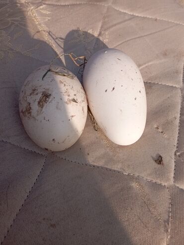 фазаны яйца: Срочно продам яйцо