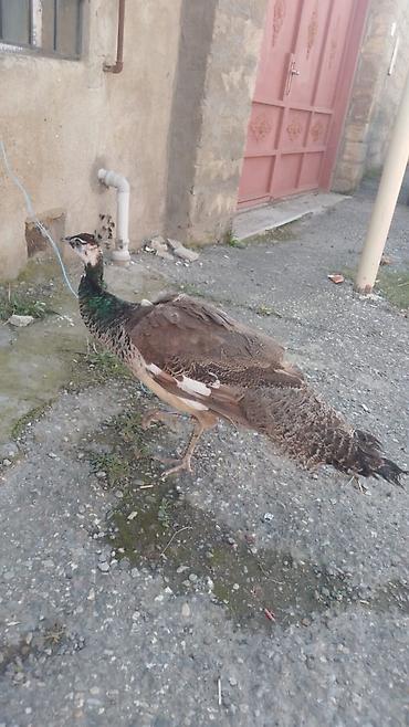 cüce yemi: Məhsul: Tavus quşu (dişi) Satılır Təsvir: - Növlər: Hind tavus quşu — 6