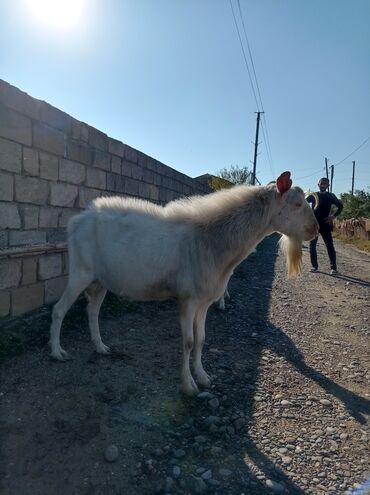 itlerin ucuz qiymete satisi: Heyvanlar tam sağlamdır . 6 basdı 2 si erkəy .4 du dişi heyvanlar