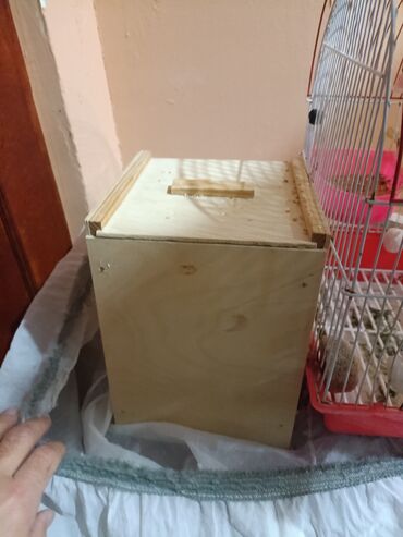 Tutuquşları: 2 popuqaydı dest hamsı bır yerde satıram 60 man — 10