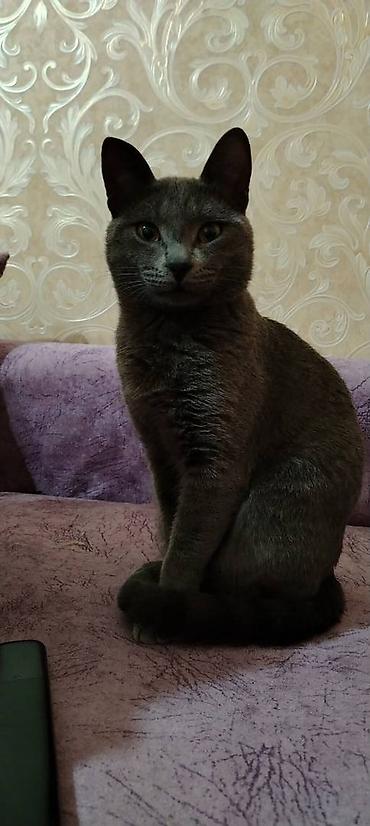 cat ruletka: Erkək Rus mavisi pisiyidir. Dişi qulağı salaq pişikle cutlesdirmek — 2