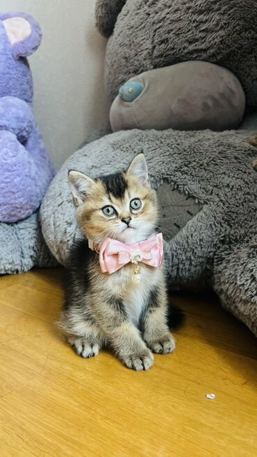 Pişiklər: Şinşilla, Dişi — 6