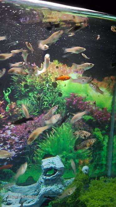 tetra diskus: Akvaryum üçün canlı bitki – fərqli rəngli Moli balaları anaları balaca — 6