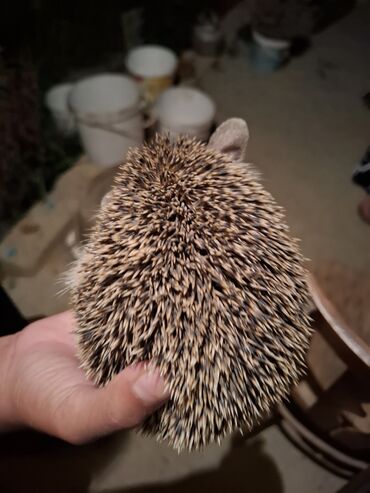Gəmiricilər: Afrika cırtdan kirpisi (hedgehog) - Növ: Afrika cırtdanı (pet kimi — 2