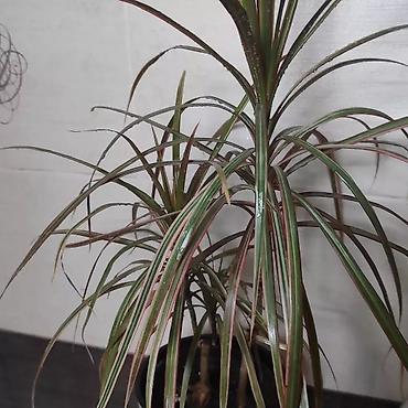 Монстеры: Монстера Альба Монстера Тайское Созвездие, черенки и взрослые цены — 13