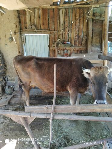 куплю дойную карову: Продаю | Корова (самка) | Алатауская | Для молока | Искусственник