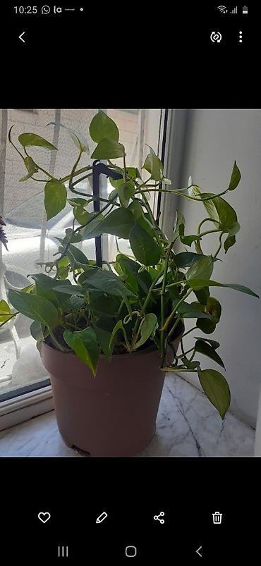 Epipremnum aureum (Pothos, “Skindapsus”) otaq bitkisi - Asma/sürünən lalafo.az -da Epipremnum aureum (Pothos, “Skindapsus”) otaq bitkisi - Asma/sürünən