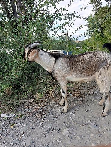 куплю коза: Продаю | Коза (самка), Козёл (самец) — 6