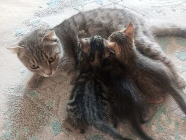 котята бенгальской кошки: Отдаем котята в хорошие руки бесплатн5 месяца шатланские, к лотку