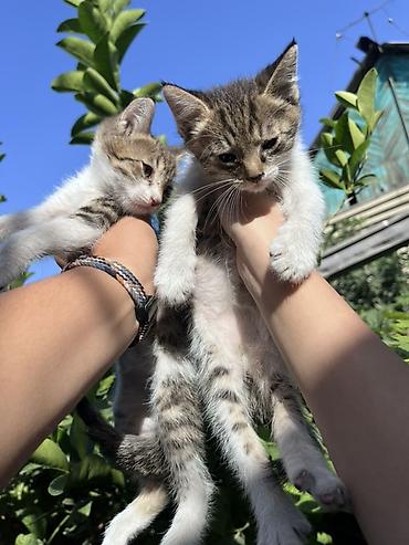 chi su: Котята домашние, помёт из нескольких малышей. Окрас: - полностью — 4