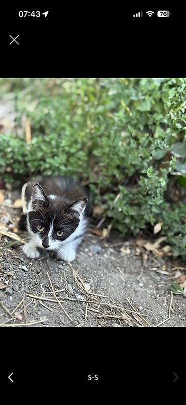 сколько стоит мейн кун: Котята, домашние короткошёрстные. На фото — несколько малышей разного — 1