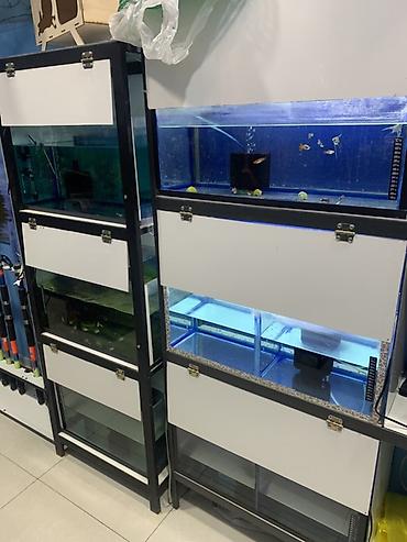 filter akvarium: Magaza baglandıqı ucun vitrınler TECİLİ SATİLİR — 1