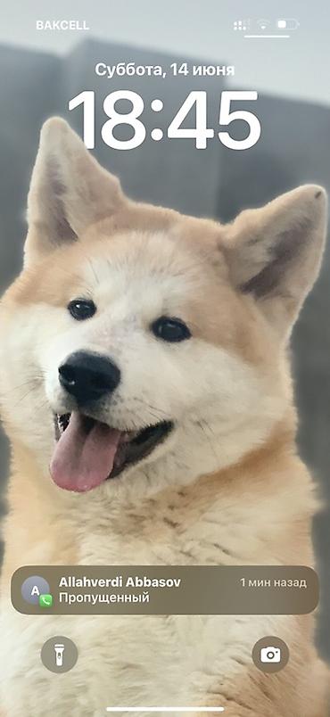 qurd basar iti: Akita-inu, 5 il, Erkək, Peyvəndli, Ünvandan götürmə — 2