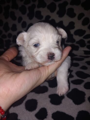 Psi: Malo belo štene – rase maltezer/pudl tip (toy veličina) - Starost — 8