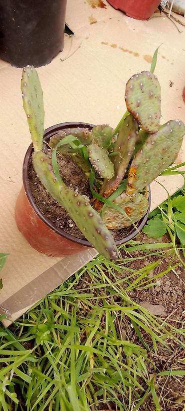 Ostale kućne biljke: Sobne i ukrasne biljke u saksijama – više vrsta - Syngonium — 5