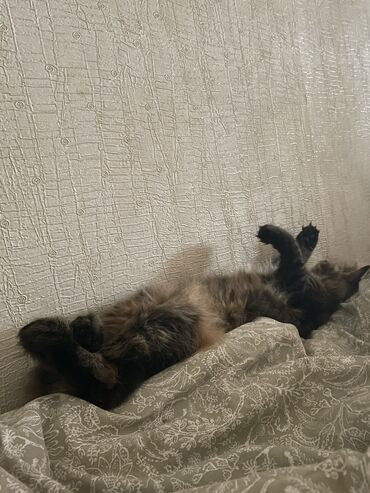 krevet za mačke: Kit