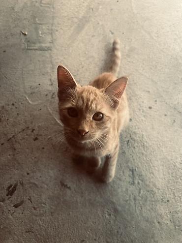 рыжая: Кошка даром: Беспородная, 3 месяца, Мальчик — 1