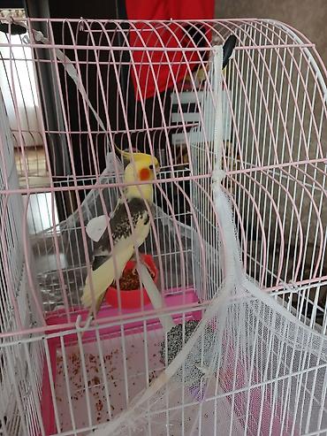 Tutuquşları: Nimfa (cockatiel) tutuquşusu və qəfəsi satılır. Xüsusiyyətlər: - Növ — 4