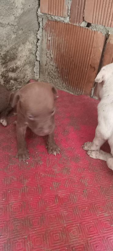İtlər: Pitbul, Peyvəndli — 6