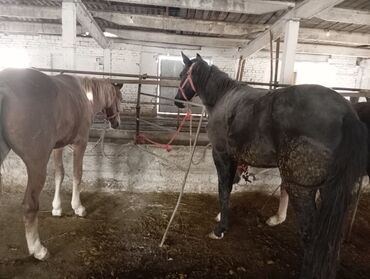 док собака: Сатам | Бээ (ургаачы) | Союуга