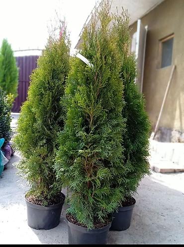 Туя: СРОЧНО ПРОДАЮТСЯ ТУИ❗❗❗ 200 ШТУК❗❗❗ СОРТ КНИЖКА — 1