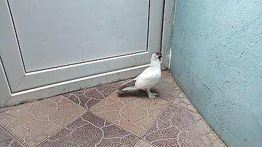 Голуби: Növ: Ev göyərçini (ornamental) Rəng: Ağ gövdə, qəhvəyi baş və quyruq — 2
